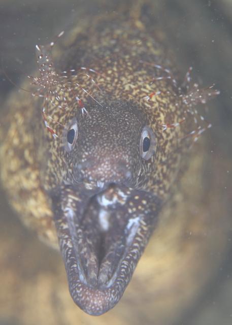 北風！葉山エントリー