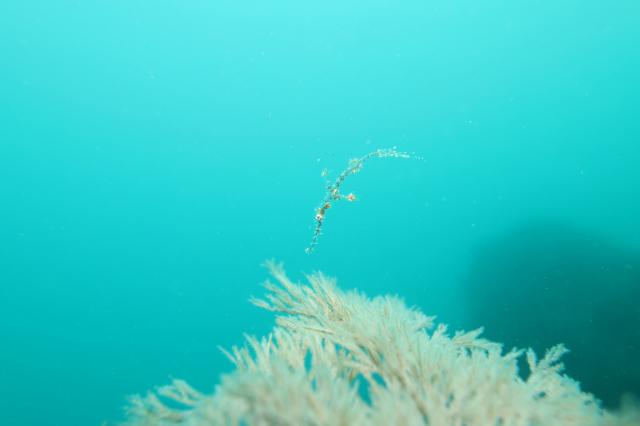 北風！葉山エントリー