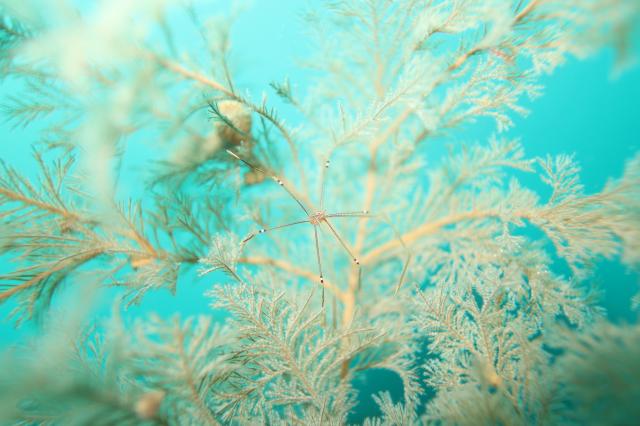 北風！葉山エントリー