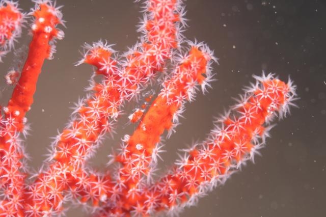 北風！葉山エントリー