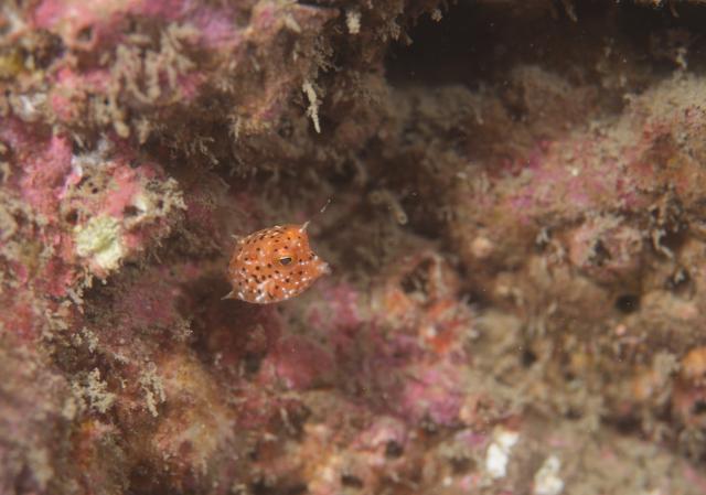 北風！葉山エントリー