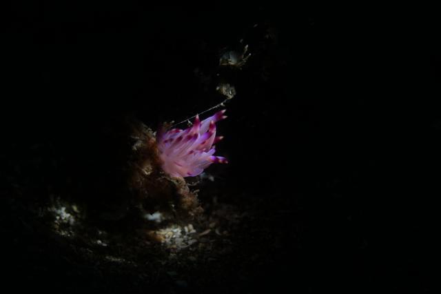 北風！葉山エントリー