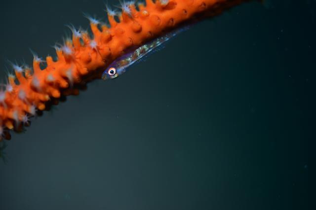 北風！葉山エントリー