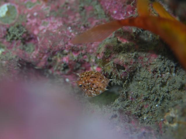 北風！葉山エントリー