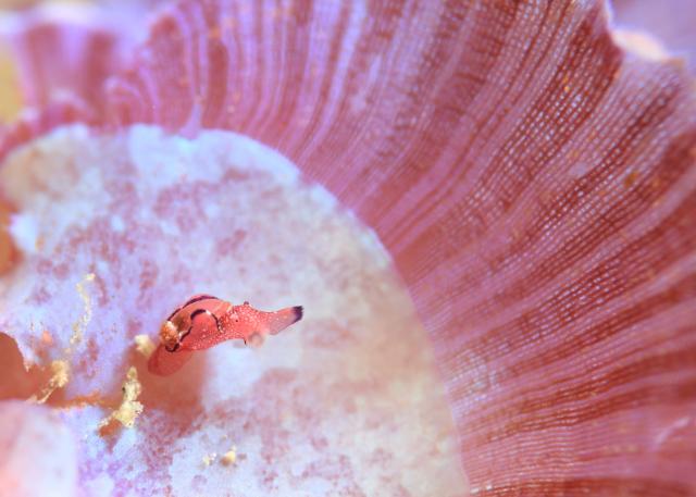 北風！葉山エントリー