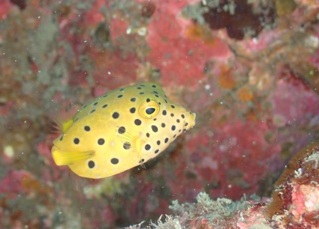 のんびりダイビング