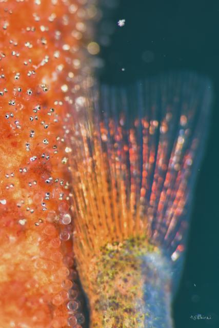 のんびりダイビング