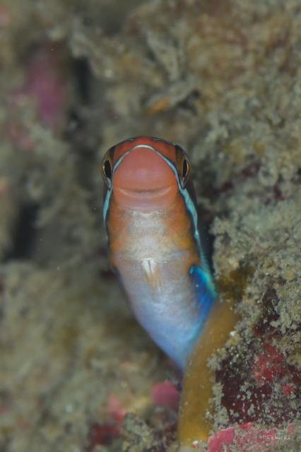 のんびりダイビング