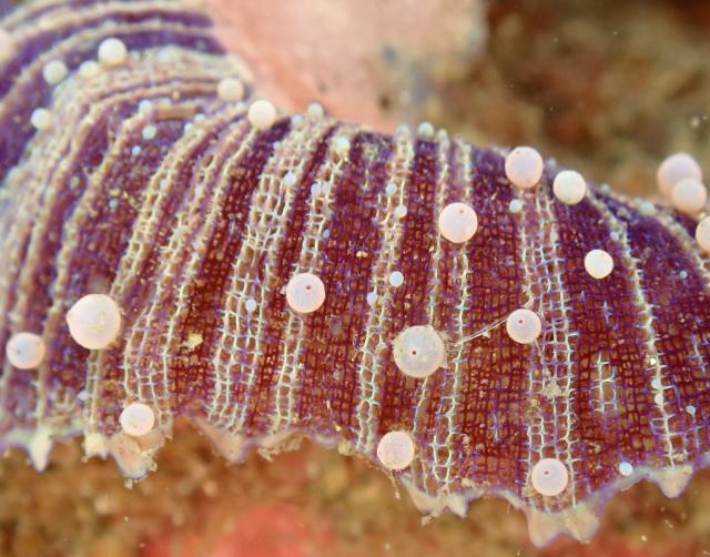 のんびりダイビング