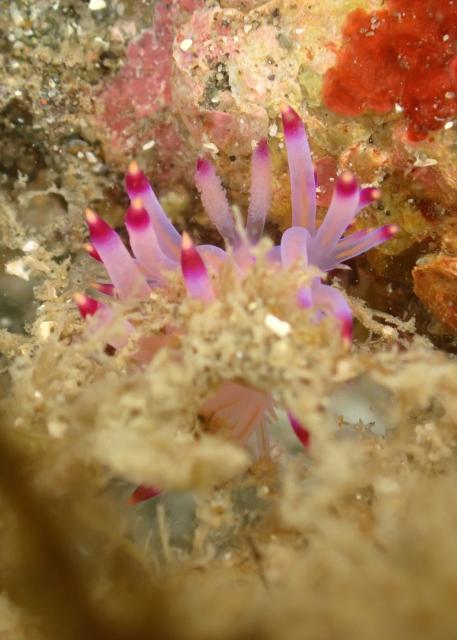 のんびりダイビング