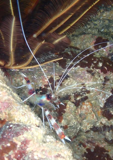 のんびりダイビング