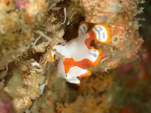 のんびりダイビング