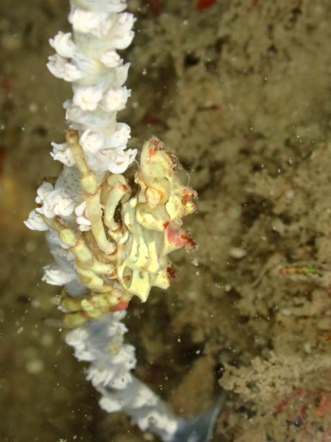 のんびりダイビング