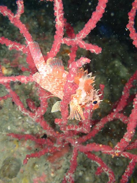 のんびりダイビング