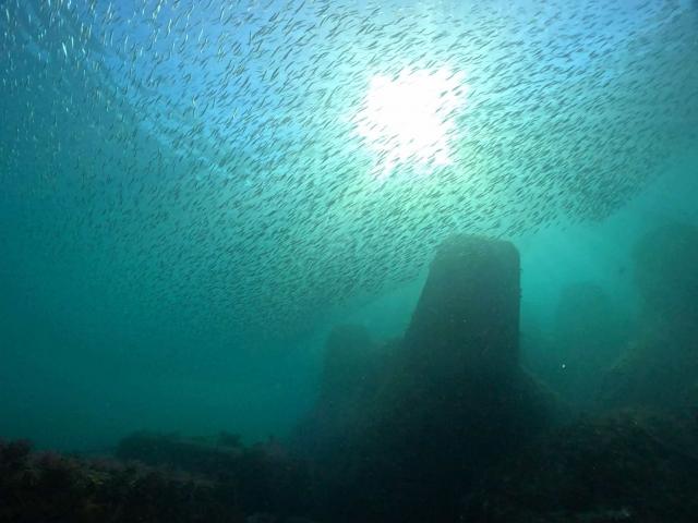 今日は江の浦へ！