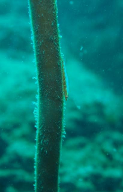 １本潜ったら大時化に・・・