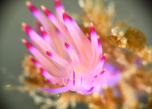 ちびイロカエル復活！