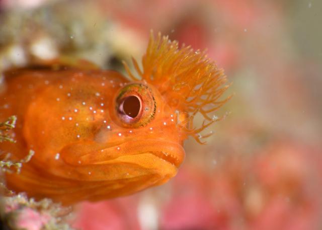 ちびイロカエル復活！