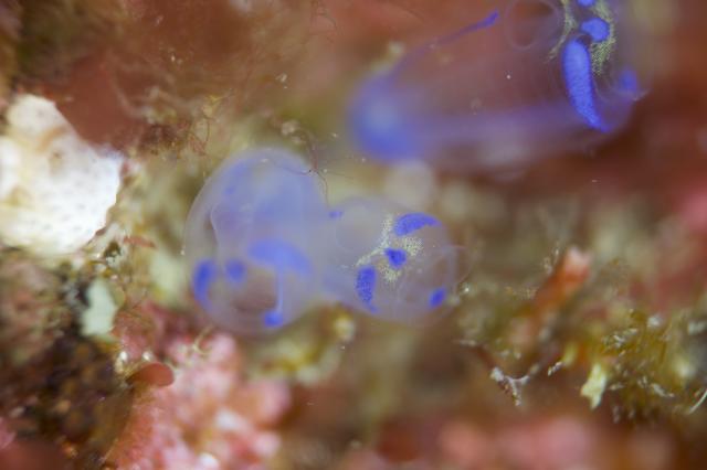水温12度、透視度６m！でも楽しかったー！