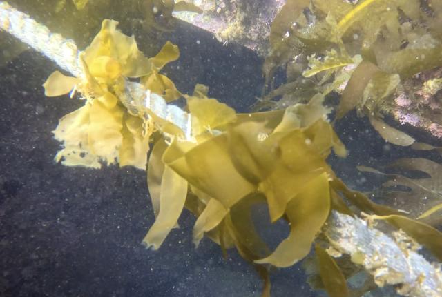 アラメの植え付けとワカメの分布調査