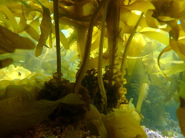 アラメの植え付けとワカメの分布調査