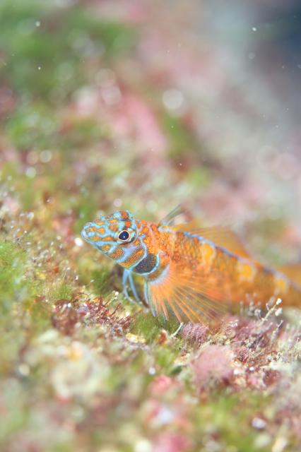 江の浦でダイビング