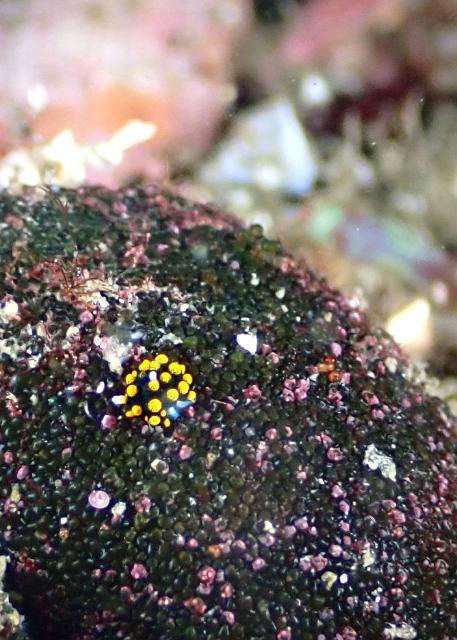 ダンゴ増加！
