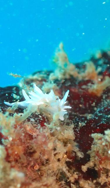 本日も江の浦へ