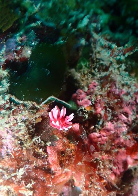 本日も江の浦へ