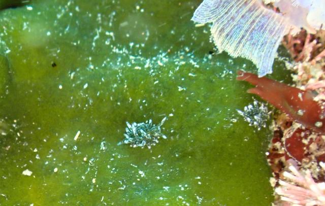 本日も江の浦へ