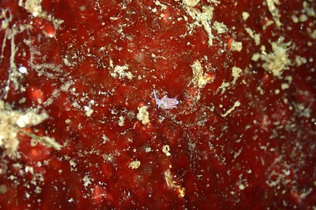 本日も江の浦へ