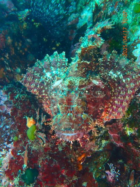 本日も江の浦へ