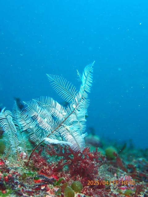 本日も江の浦へ