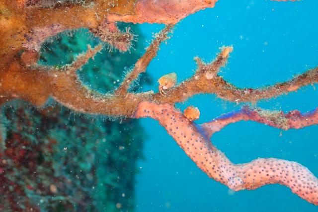 本日も江の浦へ