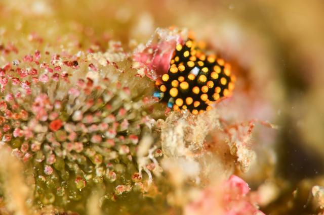 葉山エントリー！！