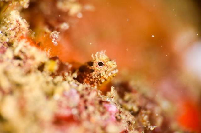 葉山エントリー！！