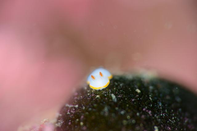 ちょっとうねりあり…