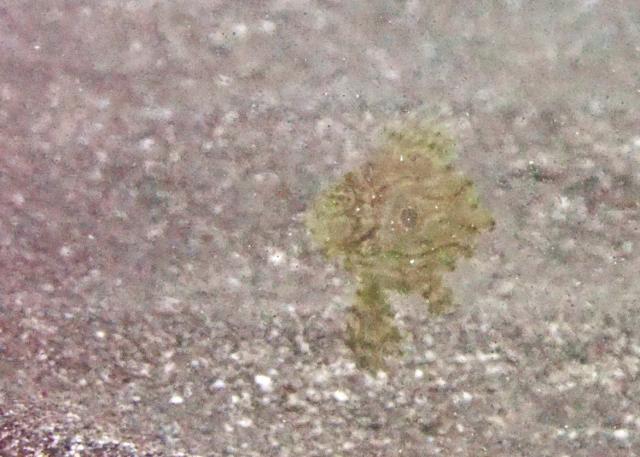 イカ🦑はまだ…