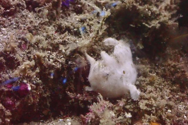 イカ🦑はまだ…