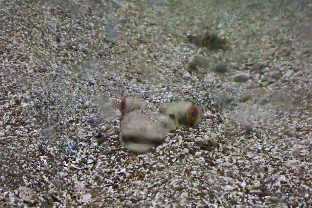 イカ🦑はまだ…