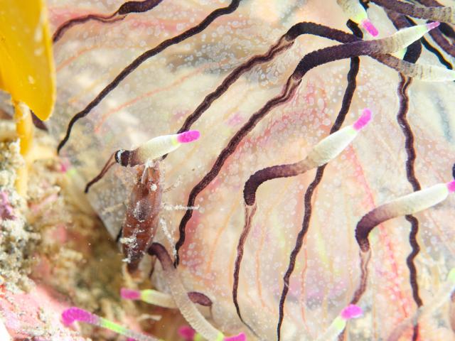 ワイドな時期に！