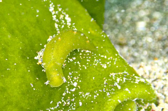 ワイドな時期に！