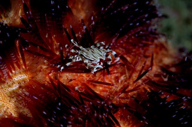 ワイドな時期に！