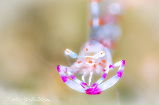 ワイドな時期に！