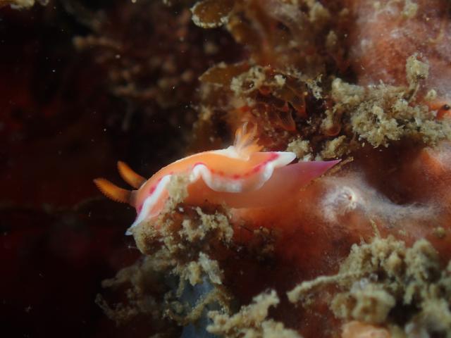 ワイドな時期に！