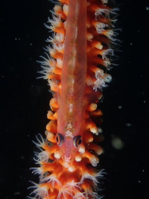 ワイドな時期に！