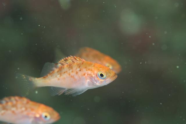 ワイドな時期に！