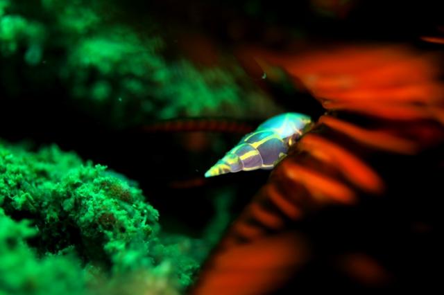 ワイドな時期に！