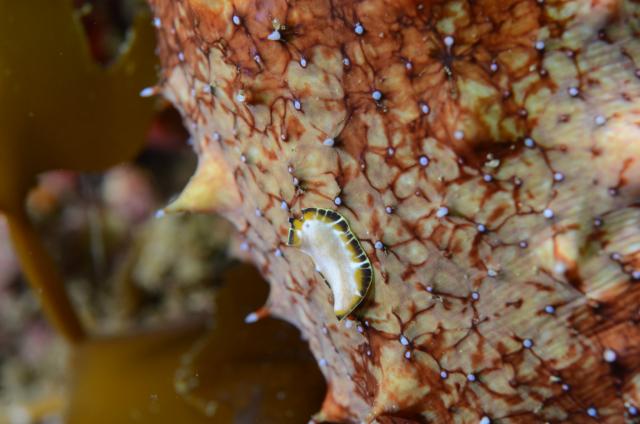 三浦はダンゴとウミウシ！