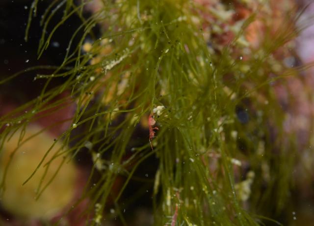 三浦はダンゴとウミウシ！